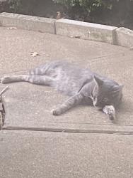 Found/Stray Unknown Cat last seen New Cypress Dr and Enchanted Valley Dr, Houston, TX 77429