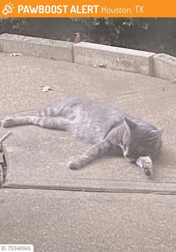 Found/Stray Unknown Cat last seen New Cypress Dr and Enchanted Valley Dr, Houston, TX 77429