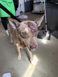 Shelter Stray Female Dog last seen Near BLOCK W VIRGINIA ST, 333 Chandler Pl, San Bernardino, CA 92408, USA