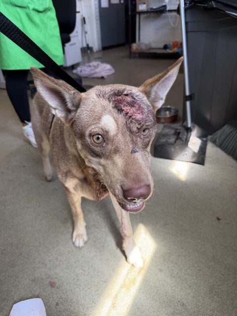 Shelter Stray Female Dog last seen Near BLOCK W VIRGINIA ST, 333 Chandler Pl, San Bernardino, CA 92408, USA