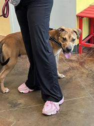 Shelter Stray Male Dog last seen HAZEL DR MANDEVILLE, 31078 LA-36, Lacombe, LA 70445, USA