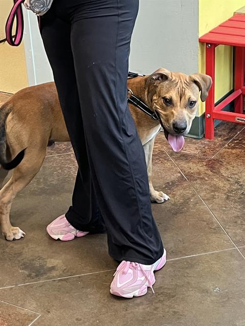 Shelter Stray Male Dog last seen HAZEL DR MANDEVILLE, 31078 LA-36, Lacombe, LA 70445, USA