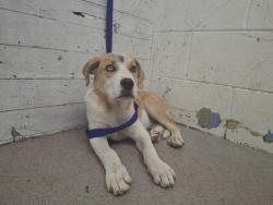 Shelter Stray Male Dog last seen BLAIR PARK, 333 Chandler Pl, San Bernardino, CA 92408, USA