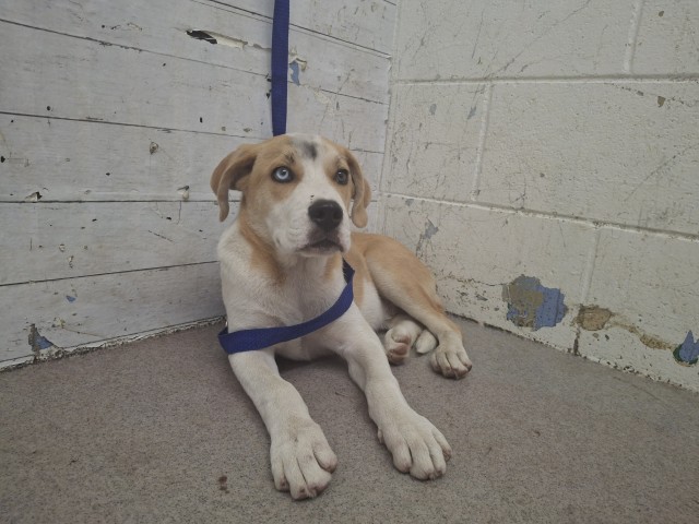 Shelter Stray Male Dog last seen BLAIR PARK, 333 Chandler Pl, San Bernardino, CA 92408, USA