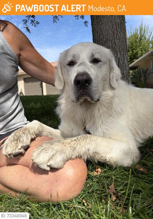 Found/Stray Male Dog last seen Highland drive, Modesto, CA 95354