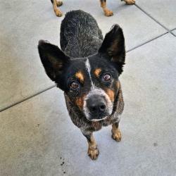 Shelter Stray Female Dog last seen , 600 Aviation Dr, Camarillo, CA 93010, USA