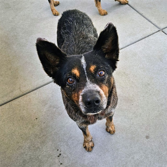 Shelter Stray Female Dog last seen , 600 Aviation Dr, Camarillo, CA 93010, USA