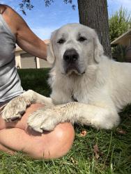Found/Stray Male Dog last seen Highland drive, Modesto, CA 95354