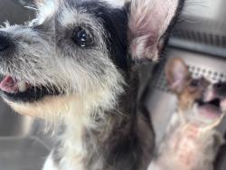 Shelter Stray Female Dog last seen Near BLOCK S MERIDIAN AVE, OKLAHOMA CITY OK 73108, 2811 SE 29th St, Oklahoma City, OK 73129, USA