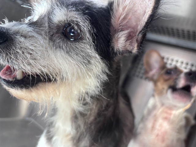 Shelter Stray Female Dog last seen Near BLOCK S MERIDIAN AVE, OKLAHOMA CITY OK 73108, 2811 SE 29th St, Oklahoma City, OK 73129, USA