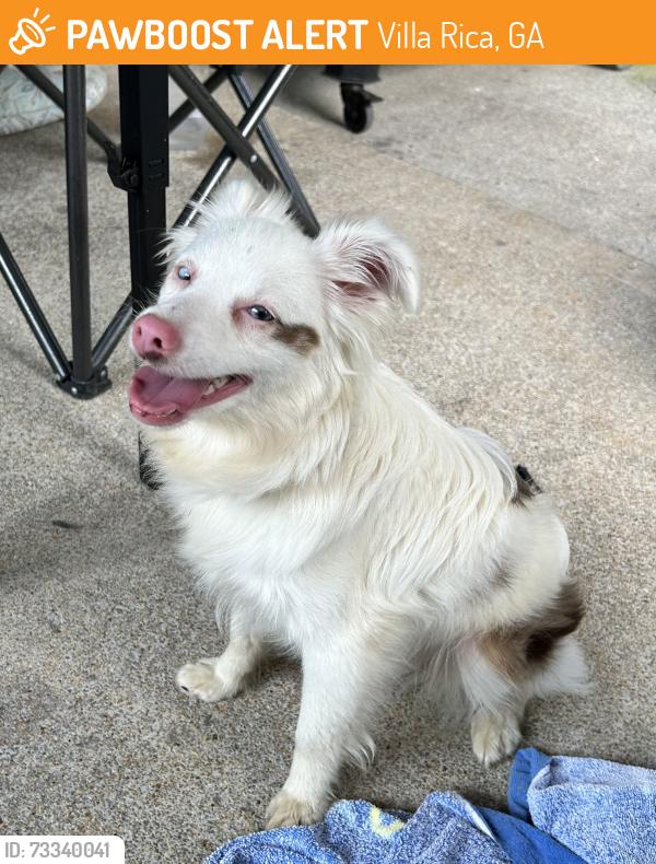 Found/Stray Male Dog last seen Buckeye Lane Villa Rica GA, Villa Rica, GA 30180