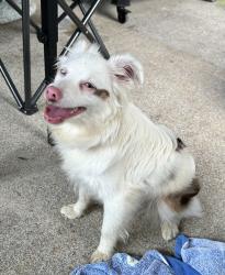 Found/Stray Male Dog last seen Buckeye Lane Villa Rica GA, Villa Rica, GA 30180