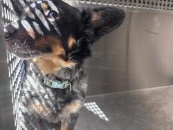 Shelter Stray Male Dog last seen Near BLOCK S MERIDIAN AVE, OKLAHOMA CITY OK 73108, 2811 SE 29th St, Oklahoma City, OK 73129, USA