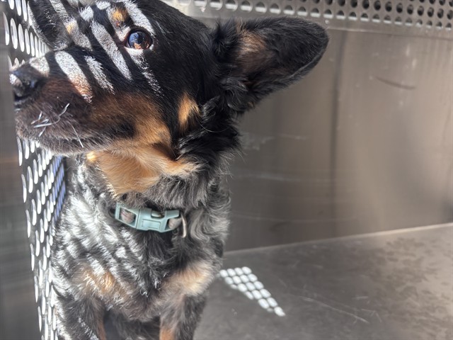 Shelter Stray Male Dog last seen Near BLOCK S MERIDIAN AVE, OKLAHOMA CITY OK 73108, 2811 SE 29th St, Oklahoma City, OK 73129, USA