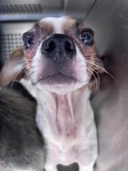 Shelter Stray Male Dog last seen Near BLOCK S MERIDIAN AVE, OKLAHOMA CITY OK 73108, 2811 SE 29th St, Oklahoma City, OK 73129, USA
