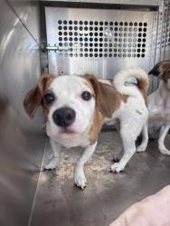 Shelter Stray Male Dog last seen Near BLOCK S MERIDIAN AVE, OKLAHOMA CITY OK 73108, 2811 SE 29th St, Oklahoma City, OK 73129, USA