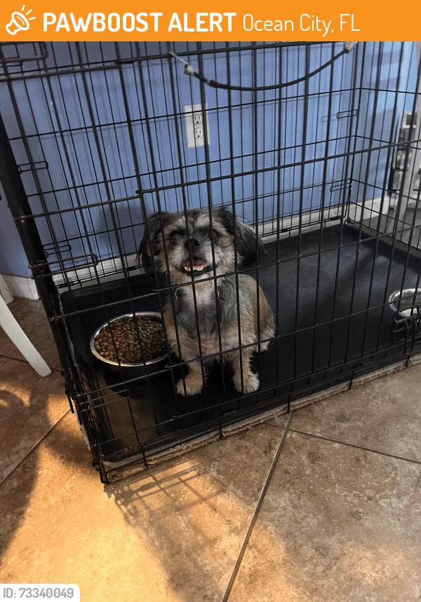 Found/Stray Female Dog last seen Off of South Avenue, Ocean City, FL 32547