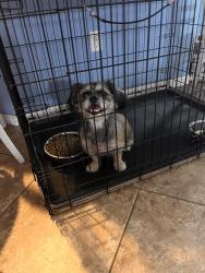 Found/Stray Female Dog last seen Off of South Avenue, Ocean City, FL 32547