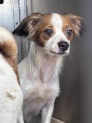 Shelter Stray Male Dog last seen Near BLOCK S MERIDIAN AVE, OKLAHOMA CITY OK 73108, 2811 SE 29th St, Oklahoma City, OK 73129, USA