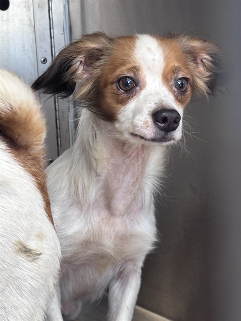 Shelter Stray Male Dog last seen Near BLOCK S MERIDIAN AVE, OKLAHOMA CITY OK 73108, 2811 SE 29th St, Oklahoma City, OK 73129, USA