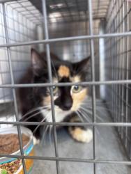 Shelter Stray Female Cat last seen Near BLOCK S MERIDIAN AVE, OKLAHOMA CITY OK 73108, 2811 SE 29th St, Oklahoma City, OK 73129, USA
