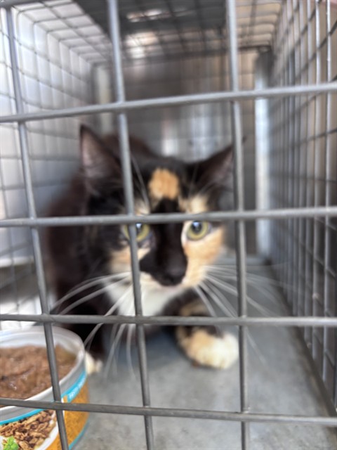 Shelter Stray Female Cat last seen Near BLOCK S MERIDIAN AVE, OKLAHOMA CITY OK 73108, 2811 SE 29th St, Oklahoma City, OK 73129, USA