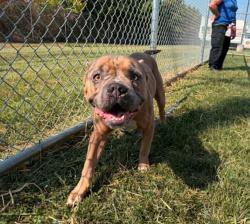 Shelter Stray Male Dog last seen Near BLOCK N 38TH ST, 3528 Newburg Rd, Louisville, KY 40218, USA