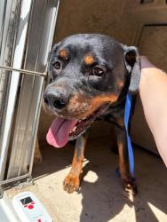 Shelter Stray Male Dog last seen Near BLOCK SW 81ST ST, OKLAHOMA CITY OK 73159, 2811 SE 29th St, Oklahoma City, OK 73129, USA