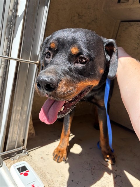 Shelter Stray Male Dog last seen Near BLOCK SW 81ST ST, OKLAHOMA CITY OK 73159, 2811 SE 29th St, Oklahoma City, OK 73129, USA
