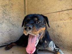 Shelter Stray Female Dog last seen Near BLOCK SW 81ST ST, OKLAHOMA CITY OK 73159, 2811 SE 29th St, Oklahoma City, OK 73129, USA