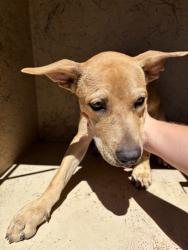 Shelter Stray Male Dog last seen Near BLOCK SW 81ST ST, OKLAHOMA CITY OK 73159, 2811 SE 29th St, Oklahoma City, OK 73129, USA