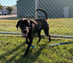 Shelter Stray Female Dog last seen Near BLOCK WOODED RIDG DR, 3528 Newburg Rd, Louisville, KY 40218, USA