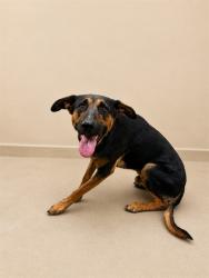 Shelter Stray Male Dog last seen , 38550 Sierra Hwy, Palmdale, CA 93550, USA