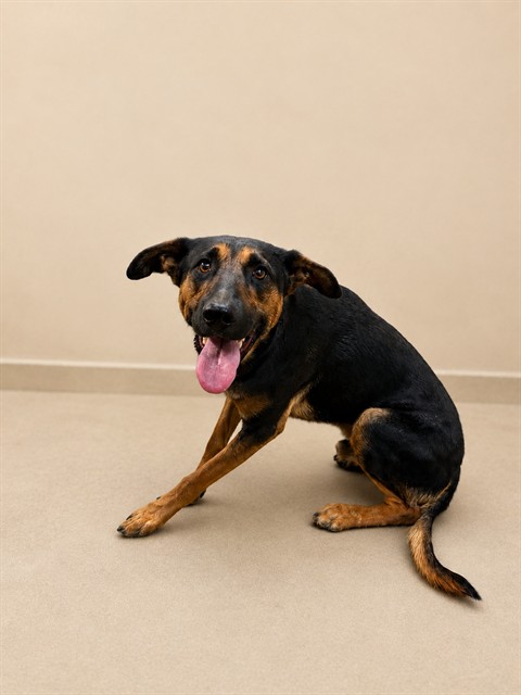 Shelter Stray Male Dog last seen , 38550 Sierra Hwy, Palmdale, CA 93550, USA