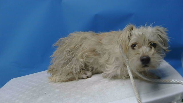 Shelter Stray Male Dog last seen , 216 W Victoria St, Gardena, CA 90248, USA