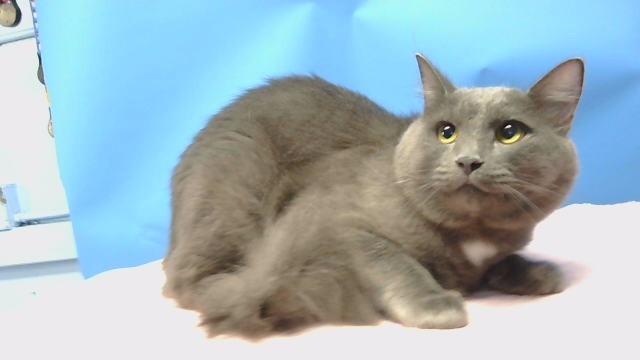 Shelter Stray Male Cat last seen , 216 W Victoria St, Gardena, CA 90248, USA