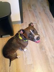 Reunited Female Dog last seen Near N Main St, Washington, PA 15301, USA, Washington, PA 15301