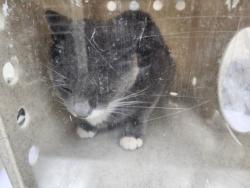 Shelter Stray Male Cat last seen Near BLOCK CAMINO VISTA AURORA SANTA FE NM 87507, 100 Caja Del Rio Rd, Santa Fe, NM 87507, USA