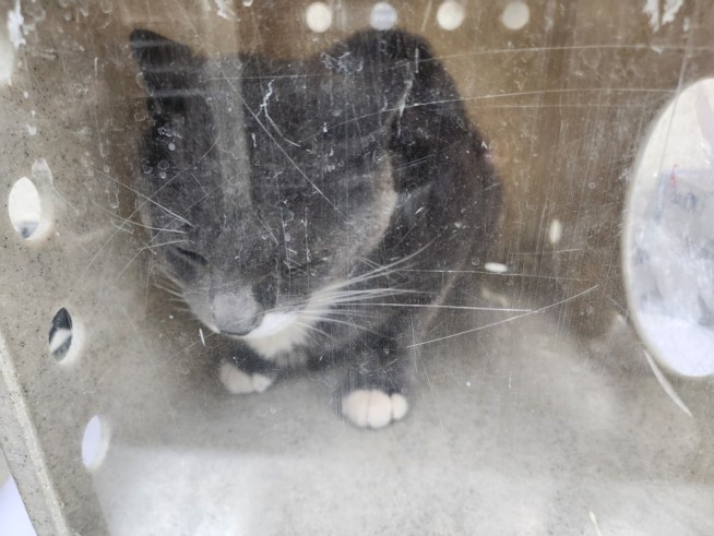 Shelter Stray Male Cat last seen Near BLOCK CAMINO VISTA AURORA SANTA FE NM 87507, 100 Caja Del Rio Rd, Santa Fe, NM 87507, USA