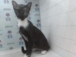 Shelter Stray Female Cat last seen , 2769 Conroy Rd, Orlando, FL 32839, USA
