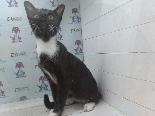 Shelter Stray Female Cat last seen , 2769 Conroy Rd, Orlando, FL 32839, USA