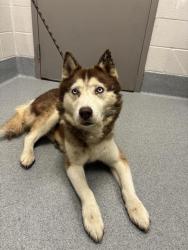 Shelter Stray Male Dog last seen Near, 2600 S Harding St, Indianapolis, IN 46221, USA