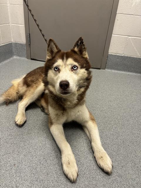 Shelter Stray Male Dog last seen Near, 2600 S Harding St, Indianapolis, IN 46221, USA