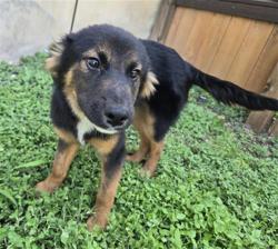 Shelter Stray Male Dog last seen MOUNT VISTA AND JUDSON, 4710 TX-151, San Antonio, TX 78227, USA