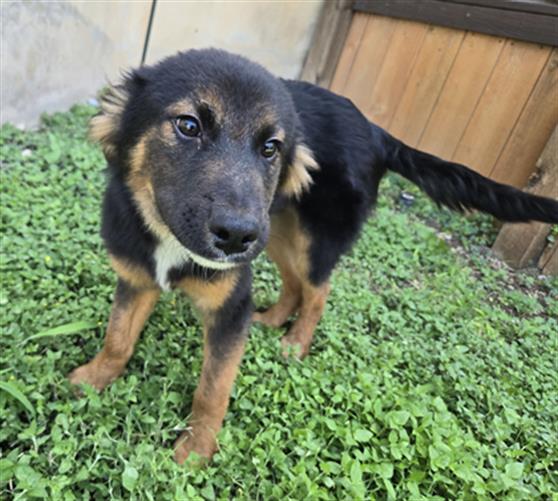 Shelter Stray Male Dog last seen MOUNT VISTA AND JUDSON, 4710 TX-151, San Antonio, TX 78227, USA