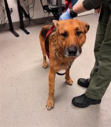 Shelter Stray Male Dog last seen FRANKLIN SQUARE PARK, 1419 Bryant St, San Francisco, CA 94103, USA