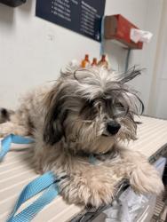 Shelter Stray Female Dog last seen Near BLOCK MC KELVEY AVE, BAKERSFIELD CA 93308, 3951 Fruitvale Ave, Bakersfield, CA 93308, USA