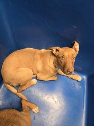 Shelter Stray Female Dog last seen Near BLOCK CURRAN AVE, LAKE ISABELLA CA 93240, 3951 Fruitvale Ave, Bakersfield, CA 93308, USA
