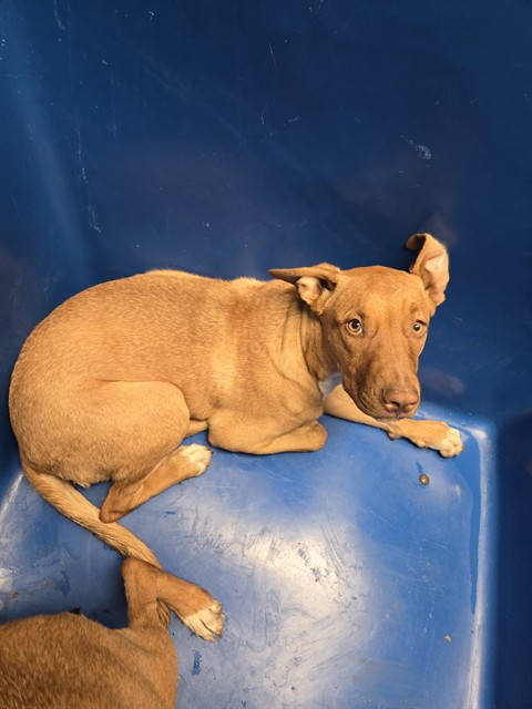 Shelter Stray Female Dog last seen Near BLOCK CURRAN AVE, LAKE ISABELLA CA 93240, 3951 Fruitvale Ave, Bakersfield, CA 93308, USA