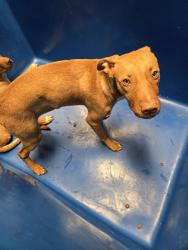 Shelter Stray Female Dog last seen Near BLOCK CURRAN AVE, LAKE ISABELLA CA 93240, 3951 Fruitvale Ave, Bakersfield, CA 93308, USA